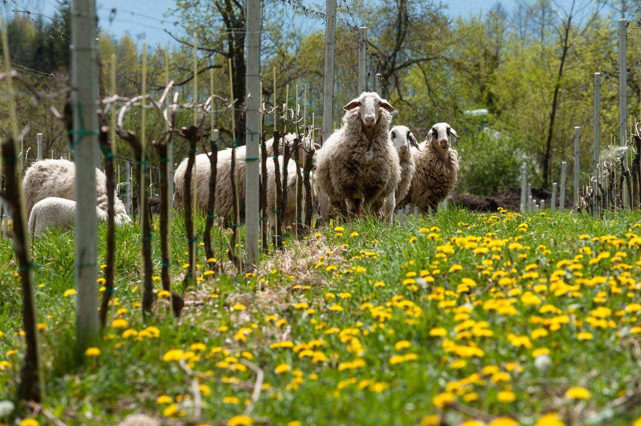 Weingut Georgium Bed & Breakfast Sankt Georgen am Längsee Eksteriør bilde